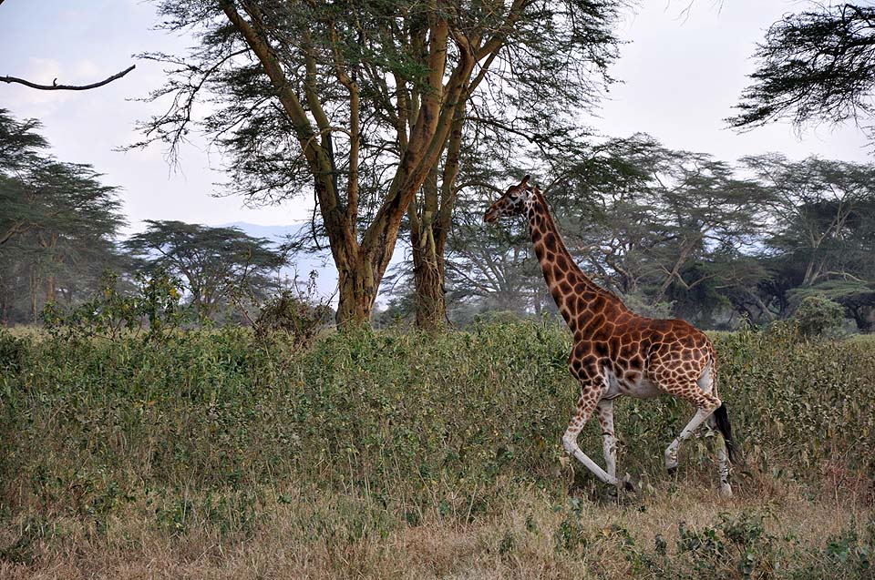 Kenya 2011 071